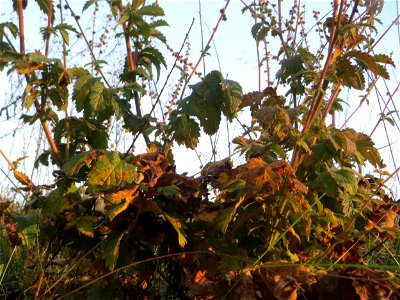 Gemeiner Odermennig (Agrimonia eupatoria) in der Schwetzinger Hardt