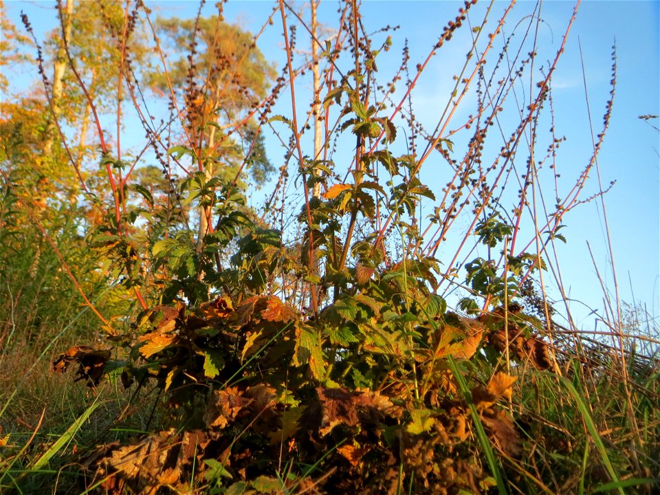 Gemeiner Odermennig (Agrimonia eupatoria) in der Schwetzinger Hardt