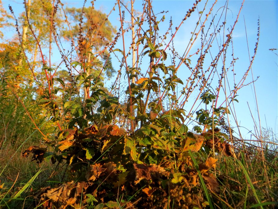 Gemeiner Odermennig (Agrimonia eupatoria) in der Schwetzinger Hardt photo