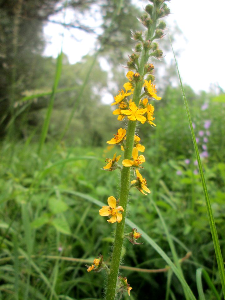 Gemeiner Odermennig (Agrimonia eupatoria) im Naturschutzgebiet „St. Arnualer Wiesen“ photo