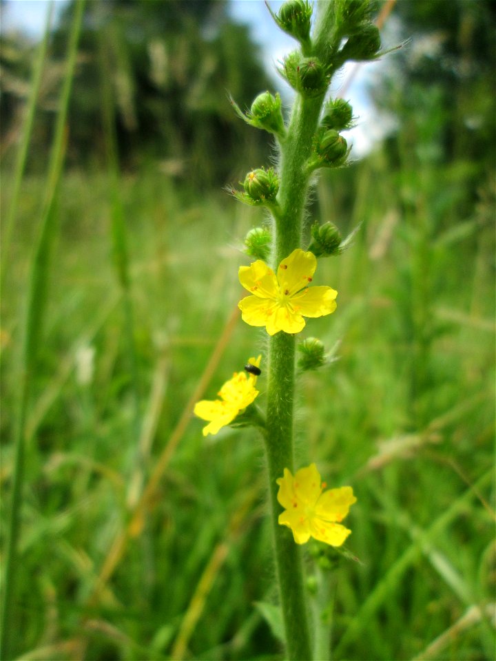 Gemeiner Odermennig (Agrimonia eupatoria) im Naturschutzgebiet „St. Arnualer Wiesen“ photo