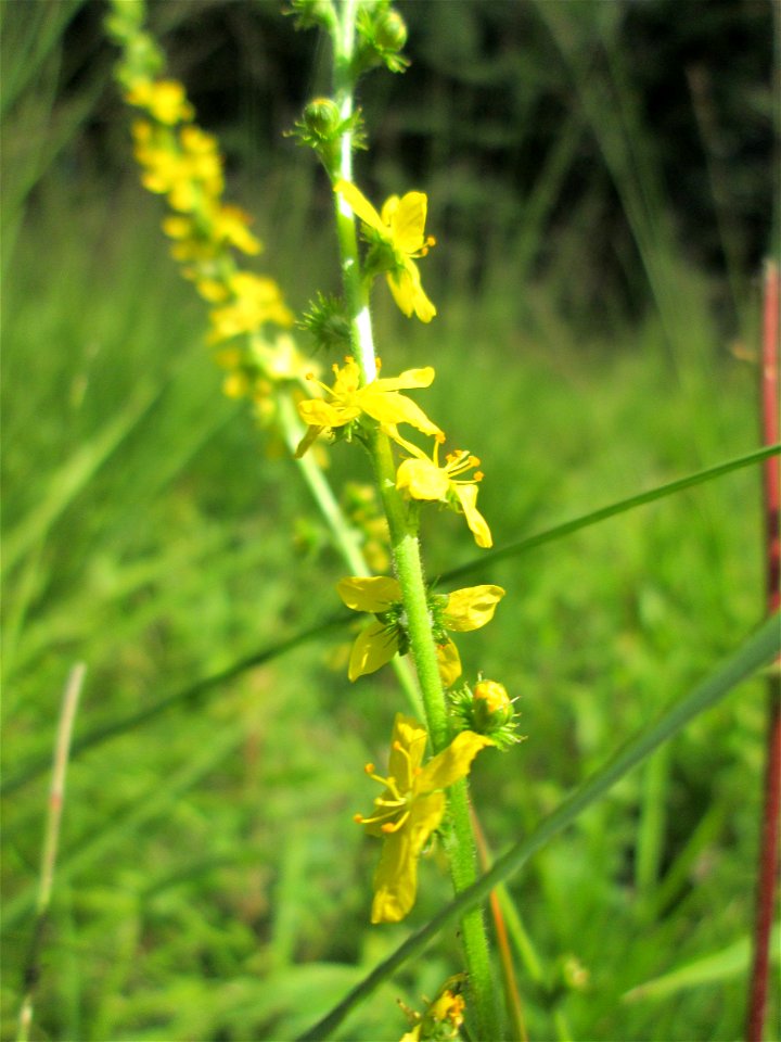 Gemeiner Odermennig (Agrimonia eupatoria) im Naturschutzgebiet Wusterhang und Beierwies bei Fechingen