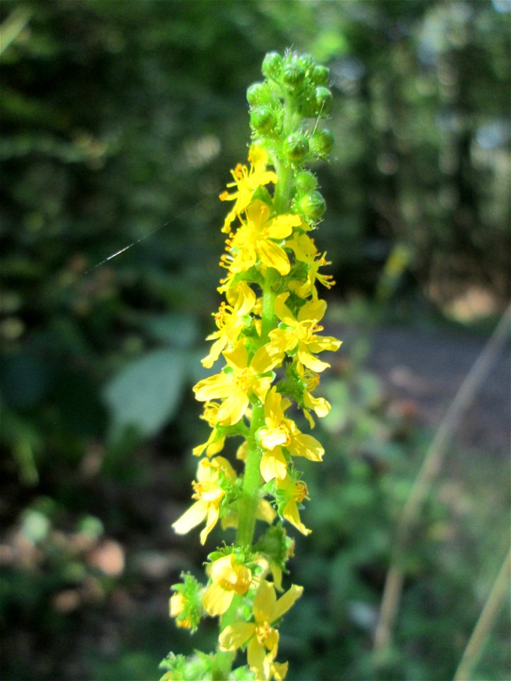 Gemeiner Odermennig (Agrimonia eupatoria) in einem Waldstück oberhalb von Güdingen