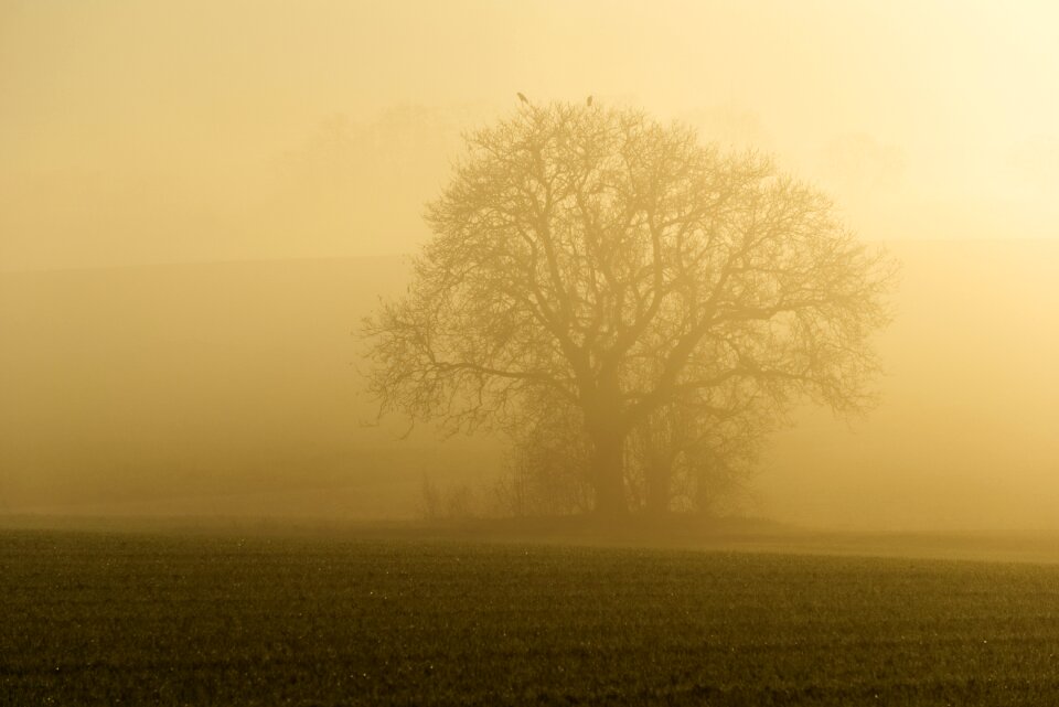 Trees silhouette mystical