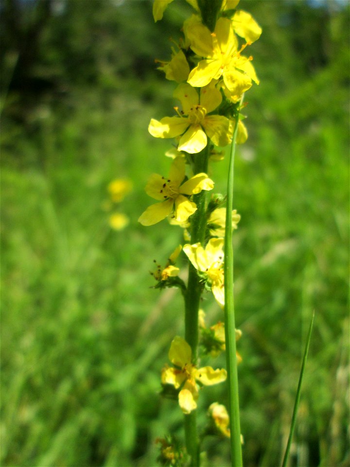 Gemeiner Odermennig (Agrimonia eupatoria) im Naturschutzgebiet „St. Arnualer Wiesen“ photo