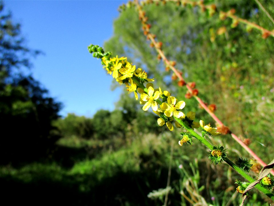 Gemeiner Odermennig (Agrimonia eupatoria) bei Brebach photo