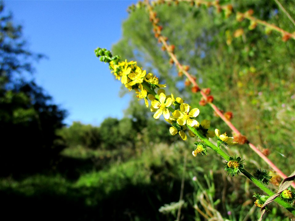 Gemeiner Odermennig (Agrimonia eupatoria) bei Brebach