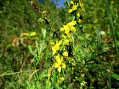Gemeiner Odermennig (Agrimonia eupatoria) bei Brebach photo