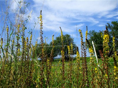Gemeiner Odermennig (Agrimonia eupatoria) am Wickersberg bei Ensheim photo