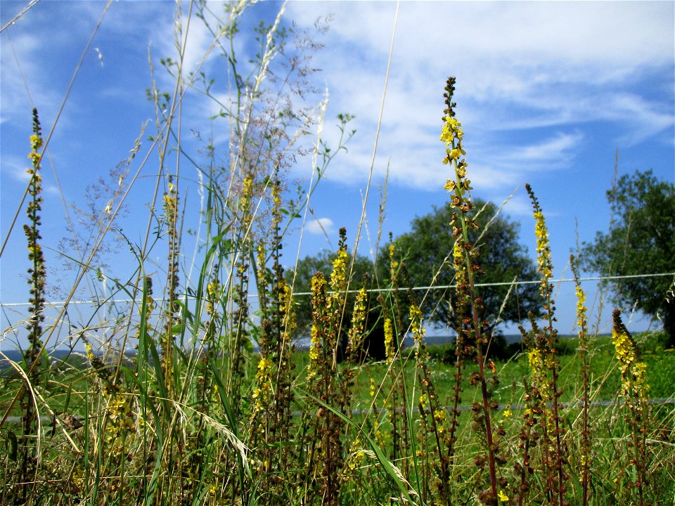 Gemeiner Odermennig (Agrimonia eupatoria) am Wickersberg bei Ensheim photo