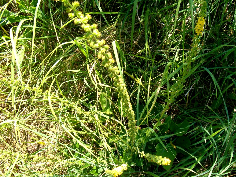 Agrimonia eupatoria photo