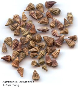 Seeds of Agrimonia eupatoria, made 01/06/2008.