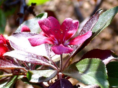 Malus x floribunda flower, Dehesa Boyal de Puertollano, Spain