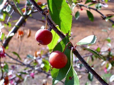 Malus x floribunda fruits, Dehesa Boyal de Puertollano, Spain