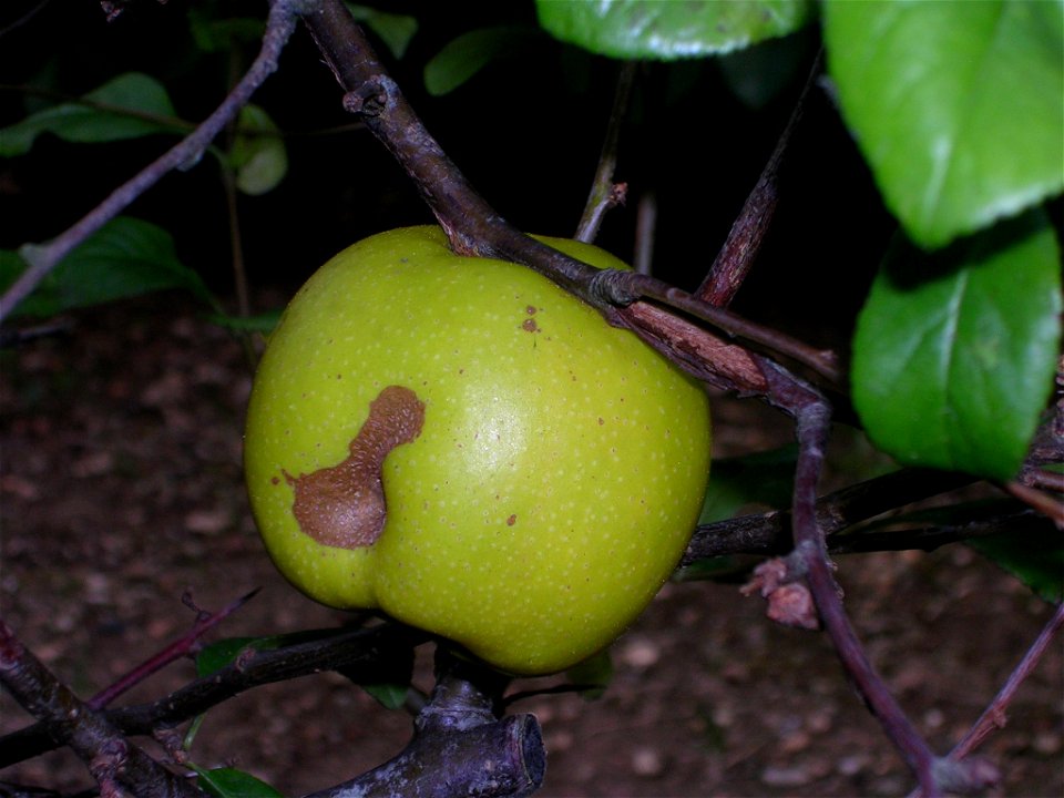 Apple from a Japanese flowering crabapple