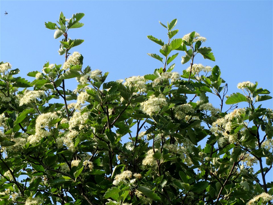 Schwedische Mehlbeere (Sorbus intermedia)  bei Reilingen