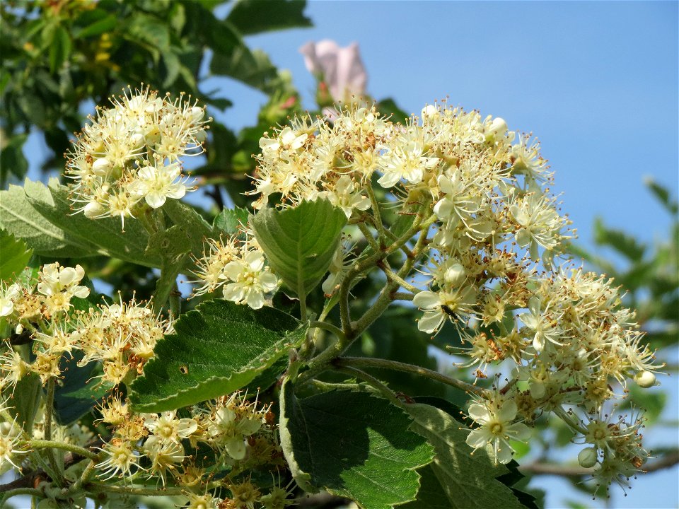 Schwedische Mehlbeere (Sorbus intermedia)  bei Reilingen