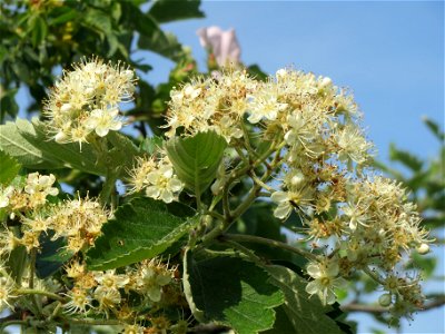 Schwedische Mehlbeere (Sorbus intermedia)  bei Reilingen