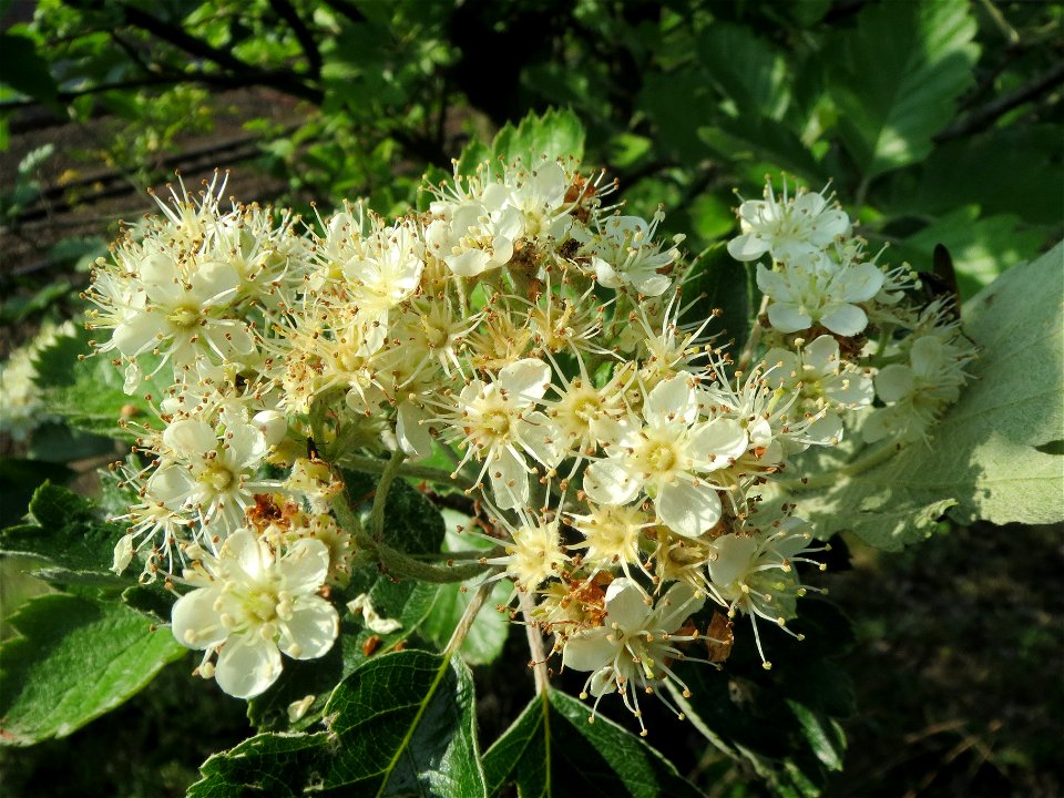 Schwedische Mehlbeere (Sorbus intermedia)  bei Reilingen