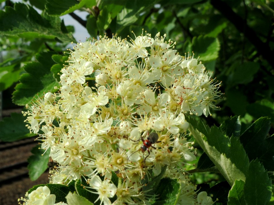 Schwedische Mehlbeere (Sorbus intermedia)  bei Reilingen