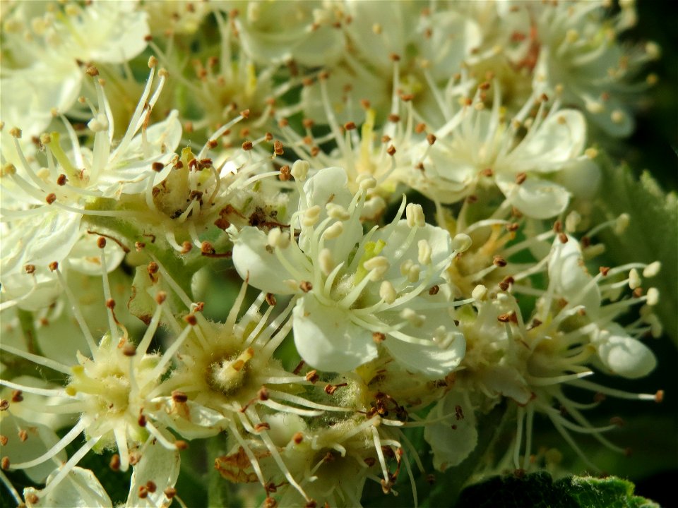 Schwedische Mehlbeere (Sorbus intermedia)  bei Reilingen