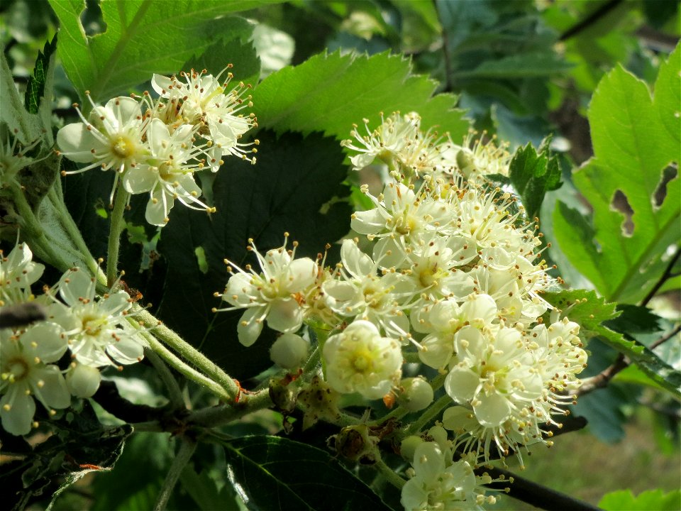 Schwedische Mehlbeere (Sorbus intermedia)  bei Reilingen