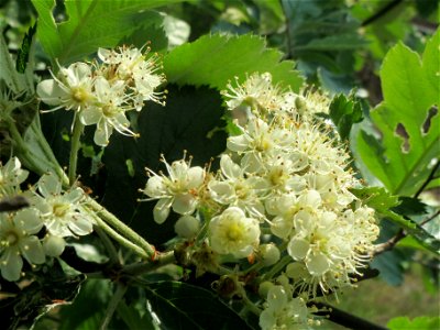 Schwedische Mehlbeere (Sorbus intermedia)  bei Reilingen