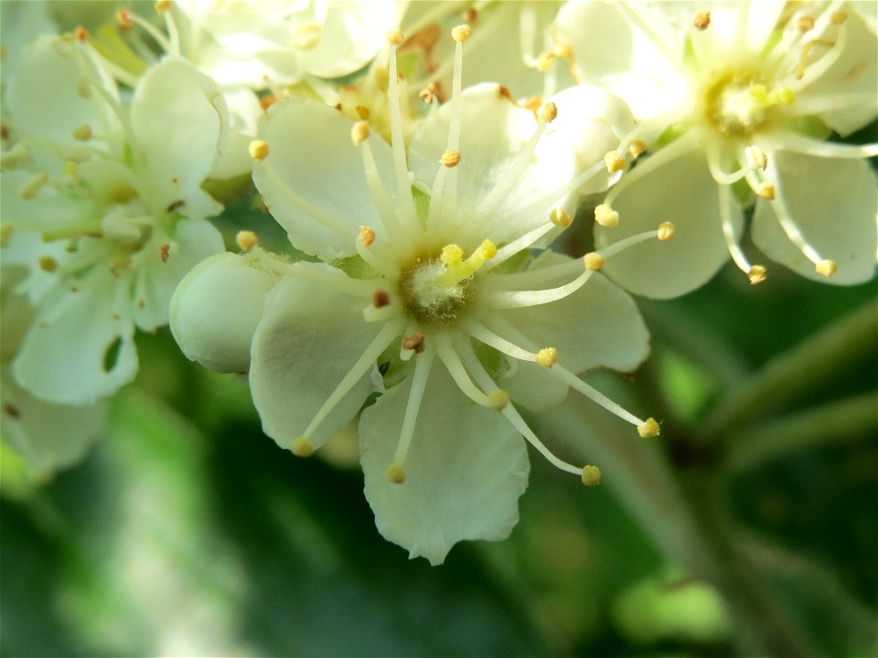 Schwedische Mehlbeere (Sorbus intermedia)  bei Reilingen