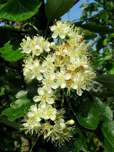 Schwedische Mehlbeere (Sorbus intermedia)  bei Reilingen