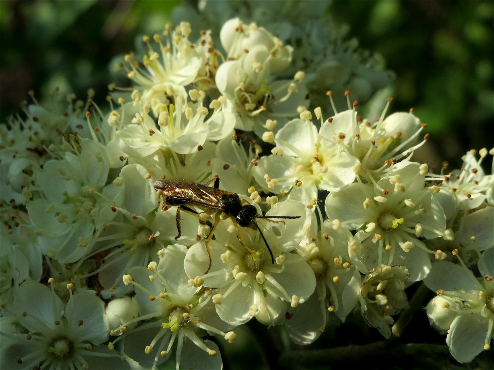 Schwedische Mehlbeere (Sorbus intermedia)  bei Reilingen