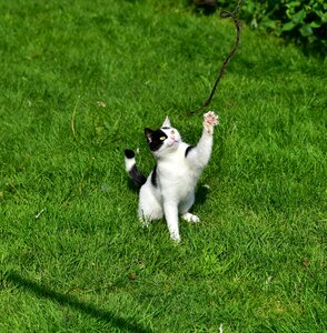 Mieze domestic cat grass