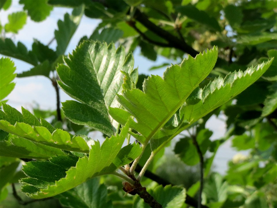 Schwedische Mehlbeere (Sorbus intermedia)  bei Reilingen