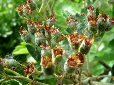 Schwedische Mehlbeere (Sorbus intermedia) bei Reilingen photo