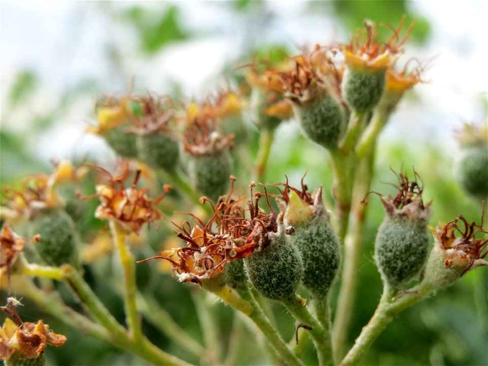 Schwedische Mehlbeere (Sorbus intermedia) bei Reilingen