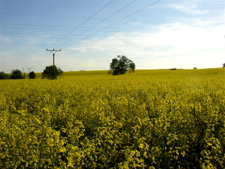 Muk „Na kocourku“ protected example of Common Whitebeam (Sorbus aria) growing solitary in a field SSE of village of Kyšice, Kladno District, Central Bohemian Region, Czech Republic.