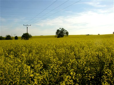 Muk „Na kocourku“ protected example of Common Whitebeam (Sorbus aria) growing solitary in a field SSE of village of Kyšice, Kladno District, Central Bohemian Region, Czech Republic.