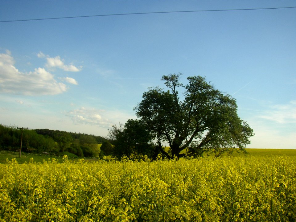 Muk „Na kocourku“ protected example of Common Whitebeam (Sorbus aria) growing solitary in a field SSE of village of Kyšice, Kladno District, Central Bohemian Region, Czech Republic.