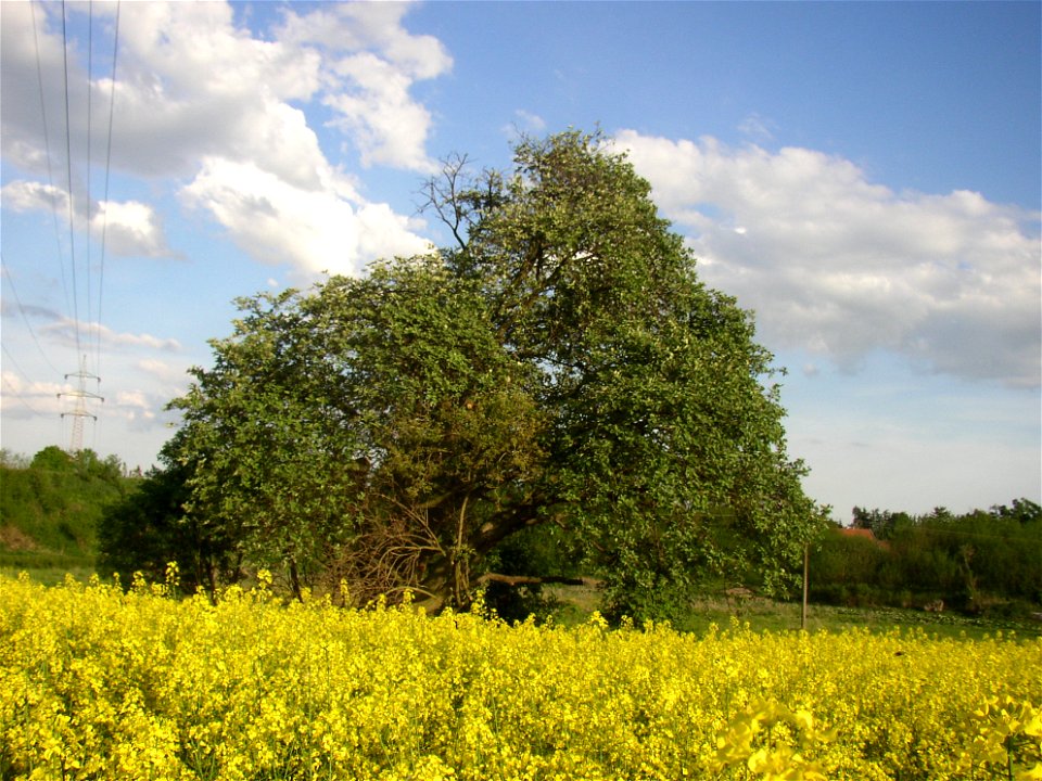 Muk „Na kocourku“ protected example of Common Whitebeam (Sorbus aria) growing solitary in a field SSE of village of Kyšice, Kladno District, Central Bohemian Region, Czech Republic.
