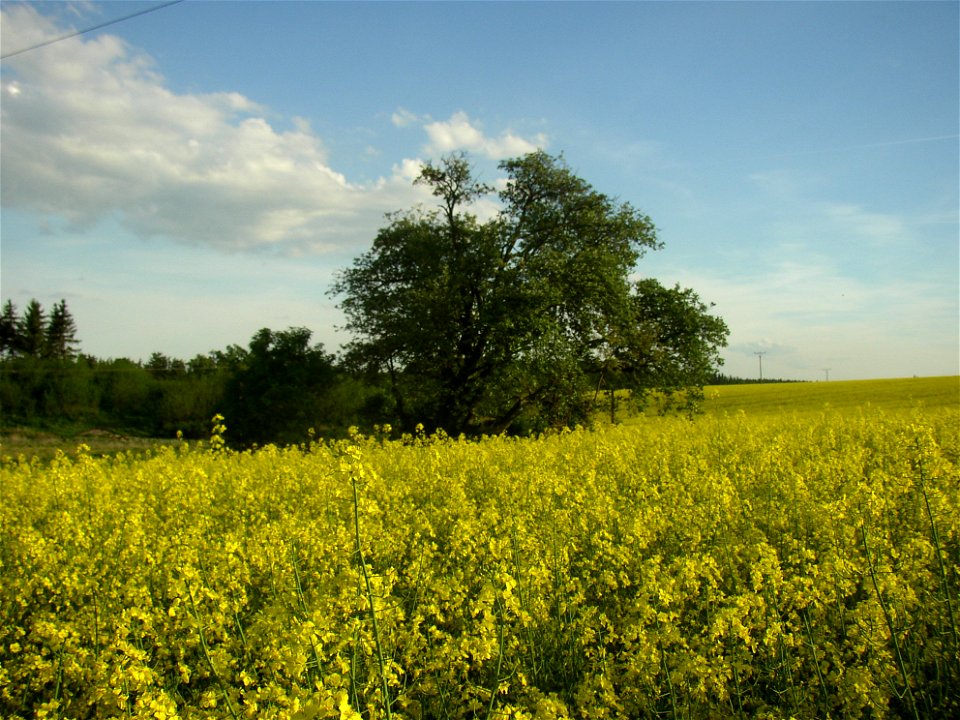 Muk „Na kocourku“ protected example of Common Whitebeam (Sorbus aria) growing solitary in a field SSE of village of Kyšice, Kladno District, Central Bohemian Region, Czech Republic.
