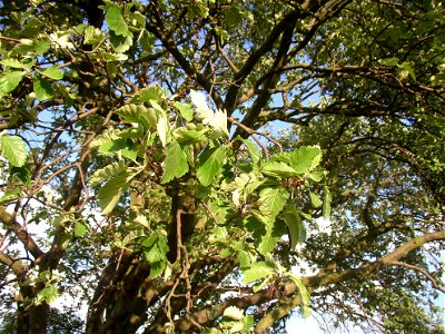Muk „Na kocourku“ protected example of Common Whitebeam (Sorbus aria) growing solitary in a field SSE of village of Kyšice, Kladno District, Central Bohemian Region, Czech Republic.