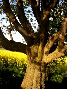 Muk „Na kocourku“ protected example of Common Whitebeam (Sorbus aria) growing solitary in a field SSE of village of Kyšice, Kladno District, Central Bohemian Region, Czech Republic.