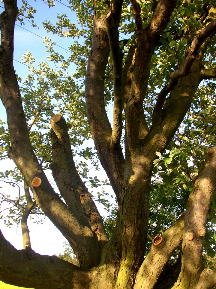 Muk „Na kocourku“ protected example of Common Whitebeam (Sorbus aria) growing solitary in a field SSE of village of Kyšice, Kladno District, Central Bohemian Region, Czech Republic.