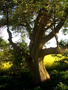 Muk „Na kocourku“ protected example of Common Whitebeam (Sorbus aria) growing solitary in a field SSE of village of Kyšice, Kladno District, Central Bohemian Region, Czech Republic.