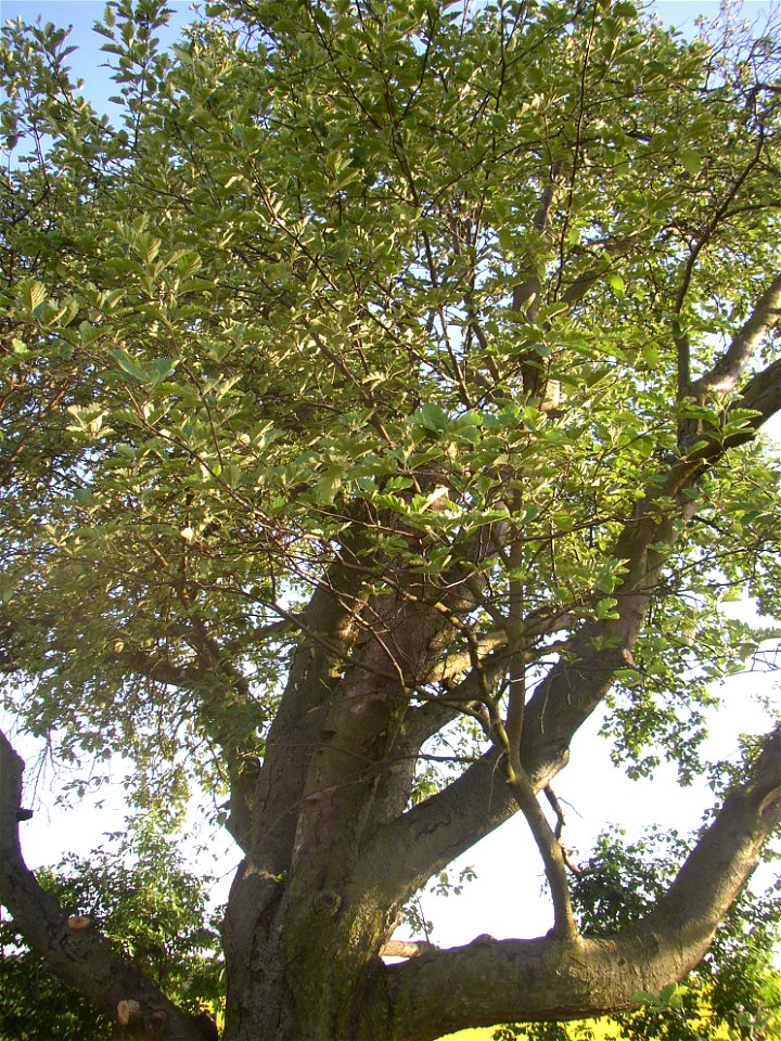 Muk „Na kocourku“ protected example of Common Whitebeam (Sorbus aria) growing solitary in a field SSE of village of Kyšice, Kladno District, Central Bohemian Region, Czech Republic.