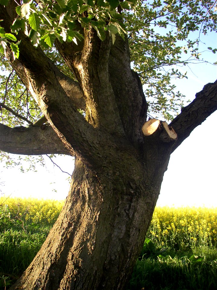 Muk „Na kocourku“ protected example of Common Whitebeam (Sorbus aria) growing solitary in a field SSE of village of Kyšice, Kladno District, Central Bohemian Region, Czech Republic.