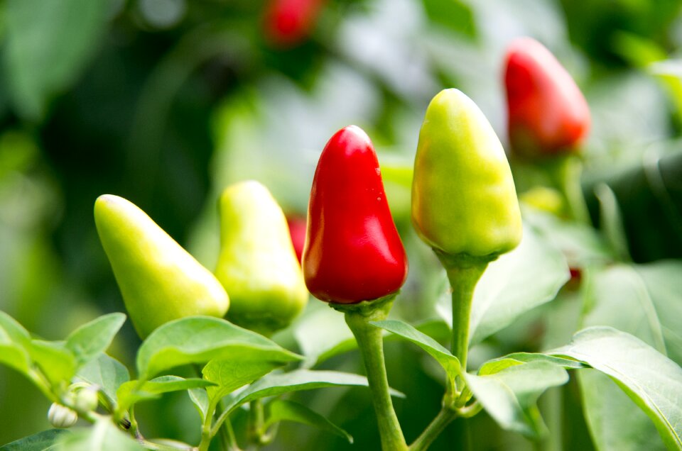 Food spices spicy