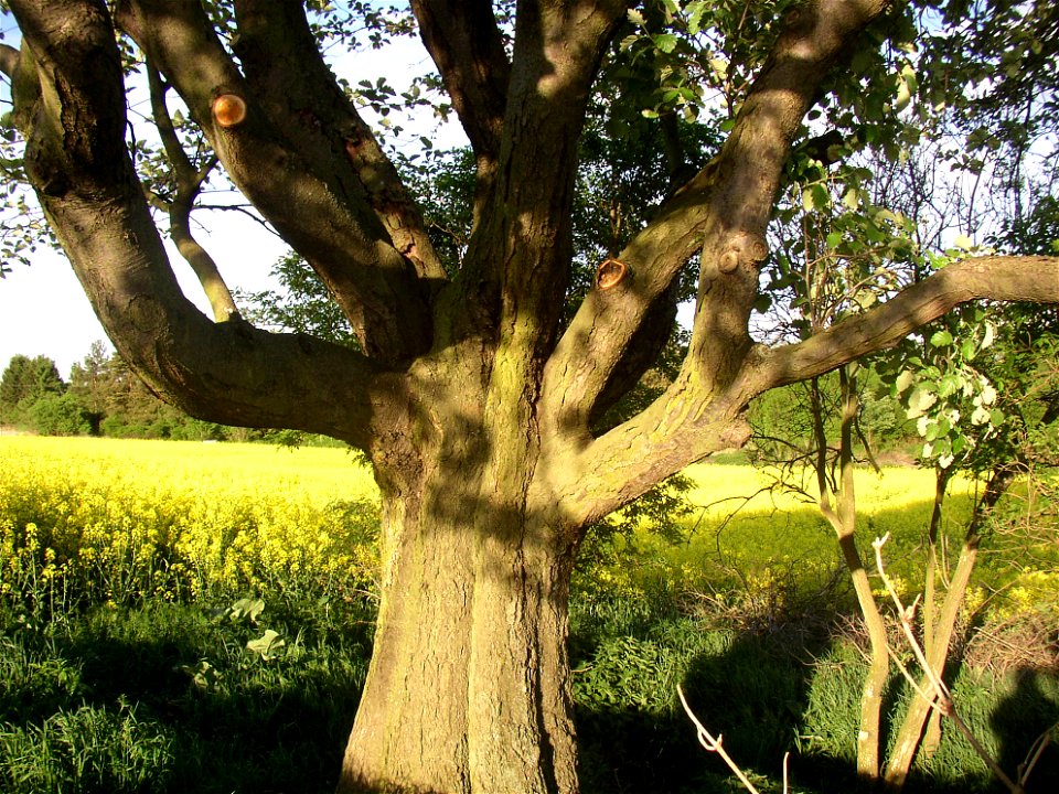 Muk „Na kocourku“ protected example of Common Whitebeam (Sorbus aria) growing solitary in a field SSE of village of Kyšice, Kladno District, Central Bohemian Region, Czech Republic.