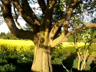Muk „Na kocourku“ protected example of Common Whitebeam (Sorbus aria) growing solitary in a field SSE of village of Kyšice, Kladno District, Central Bohemian Region, Czech Republic.