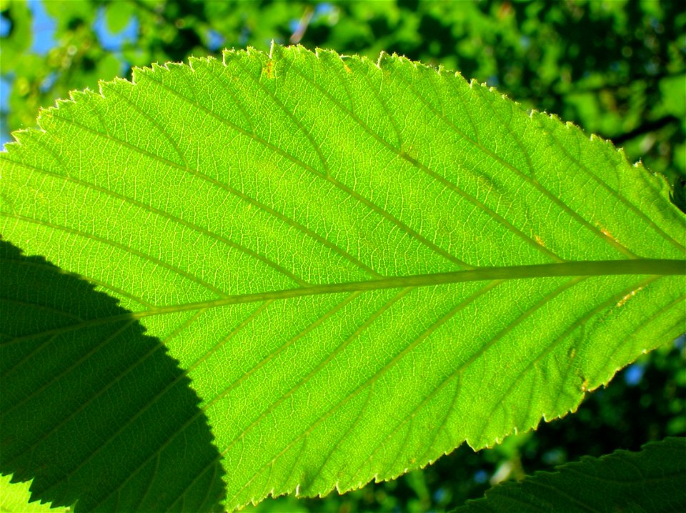 Leaf lower epidermis and veination of Common Whitebeam Sorbus aria S. intermedia.
