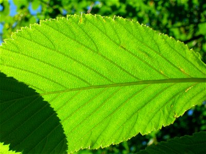 Leaf lower epidermis and veination of Common Whitebeam Sorbus aria S. intermedia. photo